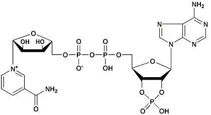 β-煙酰胺腺嘌呤二核苷酸-2ˊ,3ˊ-環一磷酸