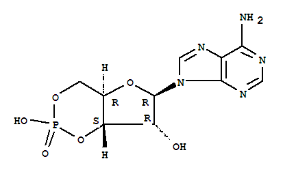 環磷腺苷