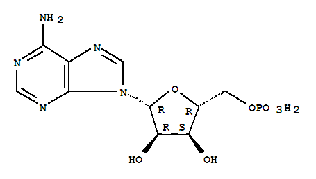 腺苷酸