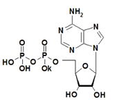 腺苷-5'-二磷酸一鉀
