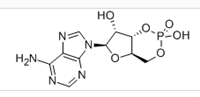 環磷腺苷