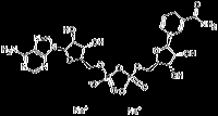 Beta-煙酰胺腺嘌呤二核苷二鈉